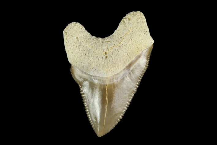 Fossil Crow Shark (Squalicorax) Tooth - Kansas #115671